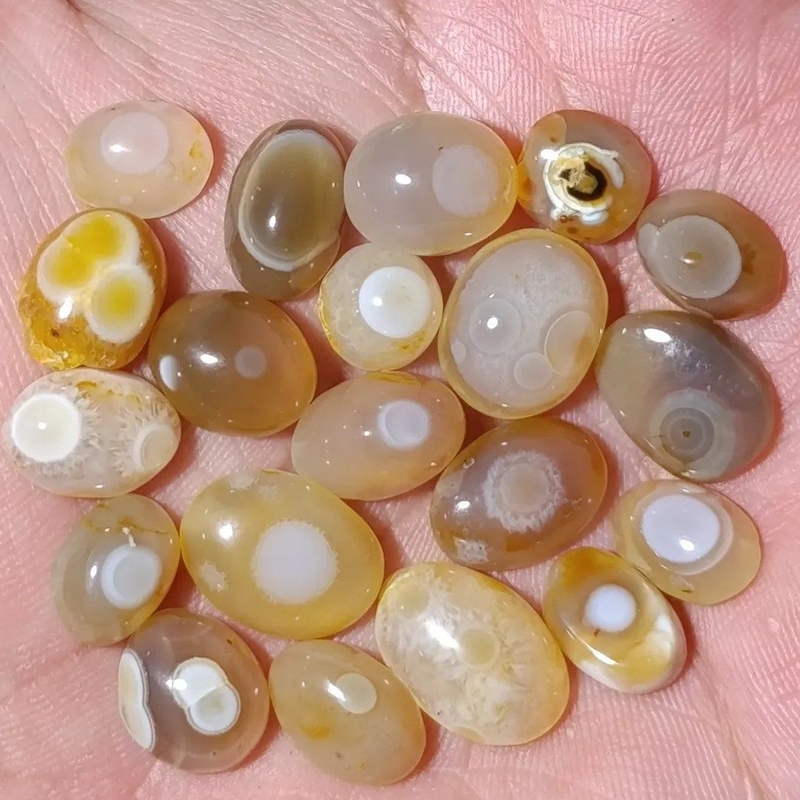 بارخانه ۲۰ عدد باباقوری هندی طبیعی کد 9991243 بارخانه ۲۰ عدد باباقوری هندی طبیعی کد 9991243